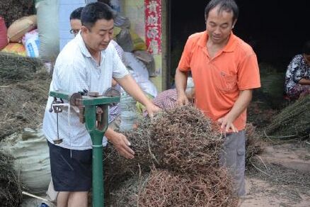荣县3500计生家庭利用页岩荒山种植中药材致富年产2000余吨柴胡　辐射7个乡镇